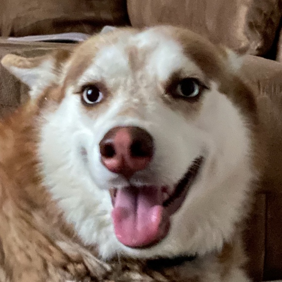 Meet your Posher, Posh - Picture 1 of 1